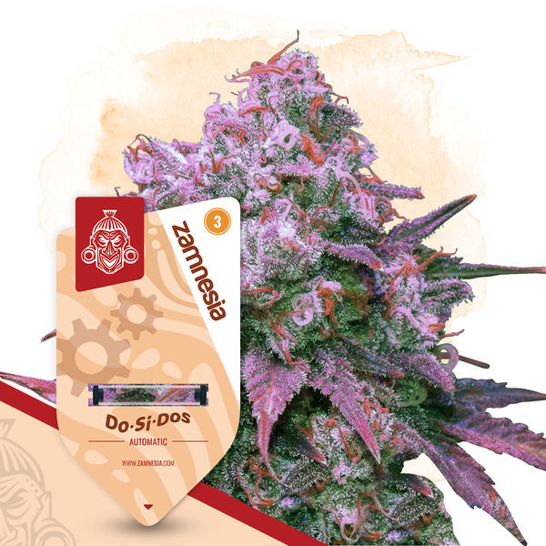 Kings of Kush-paketet – Autoflower-sorter