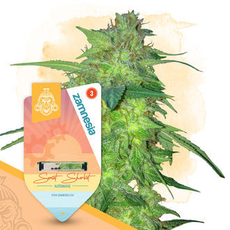 Super THC-pack – Autoflower-sorter