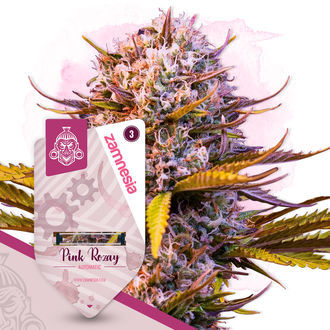 Super THC-pack – Autoflower-sorter