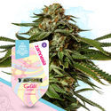 Sugar Rush-paket – Autoflower-sorter