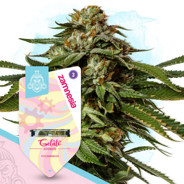 Sugar Rush-paket – Autoflower-sorter