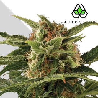 Auto Pounder (Auto Seeds) feminiserade cannabisfr&ouml;n