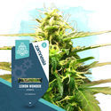 Paket för små plantor – Autoflower-sorter