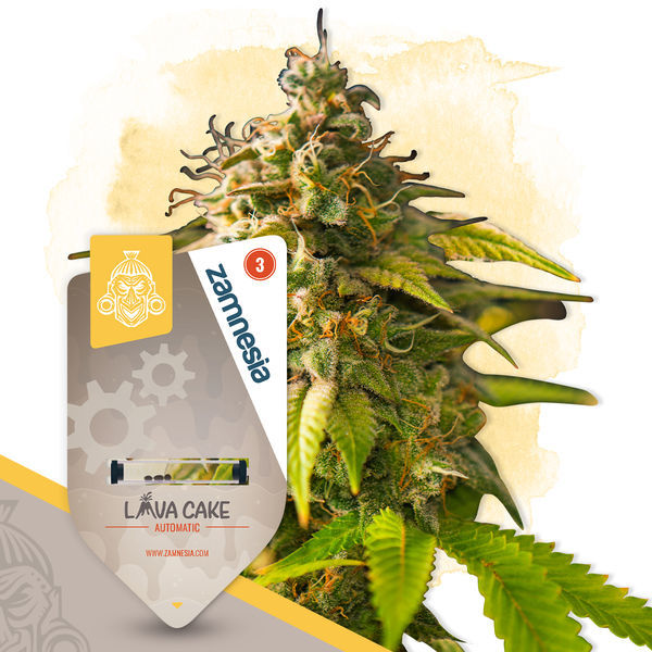 Paket för små plantor – Autoflower-sorter