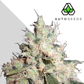 Hijack (Auto Seeds) feminiserade