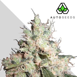Hijack (Auto Seeds) Feminiserade