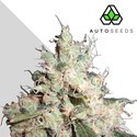 Hijack (Auto Seeds) Feminiserade