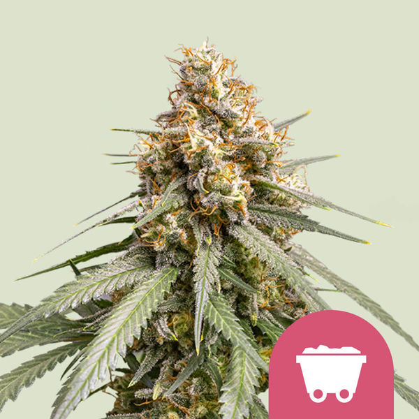 Shining Silver Haze (Royal Queen Seeds) Feminiserade