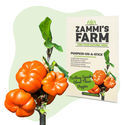 Exotiskt fröpaket – Zammi's Farm