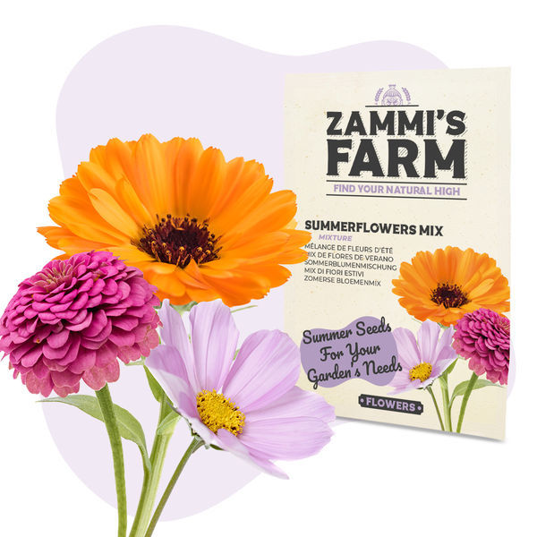 Fröpaket med blomfrön – Zammi's Farm