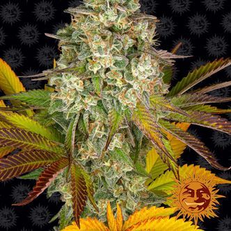 Cookies Kush Auto (Barney's Farm) feminiserade
