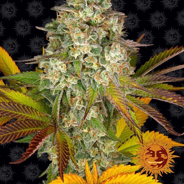 Cookies Kush Auto (Barney's Farm) Feminiserade