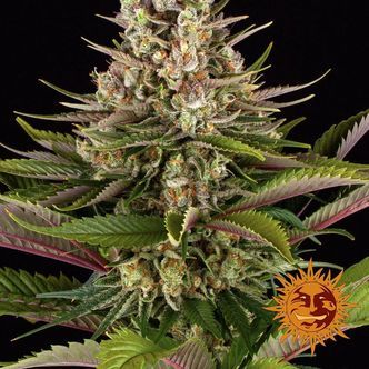 Sour Strawberry (Barney's Farm) feminiserade