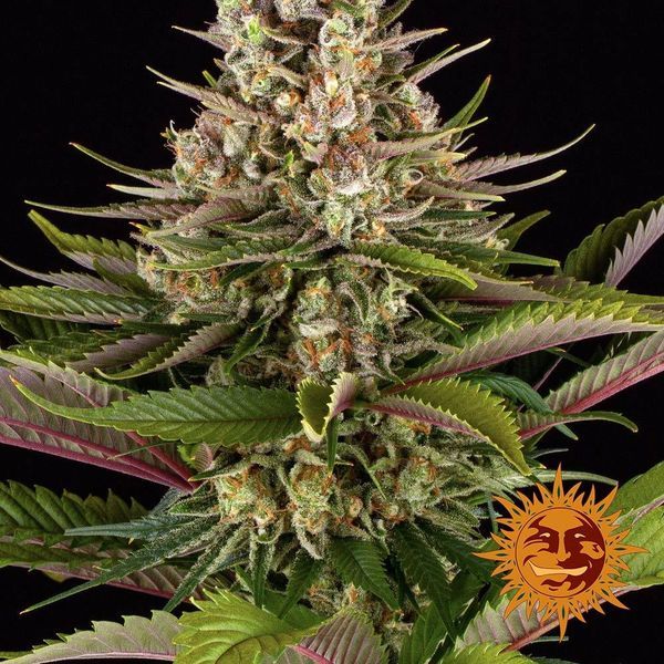 Sour Strawberry (Barney's Farm) Feminiserade