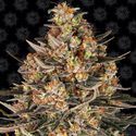 Lemon Drizzle (Barney's Farm) Feminiserade