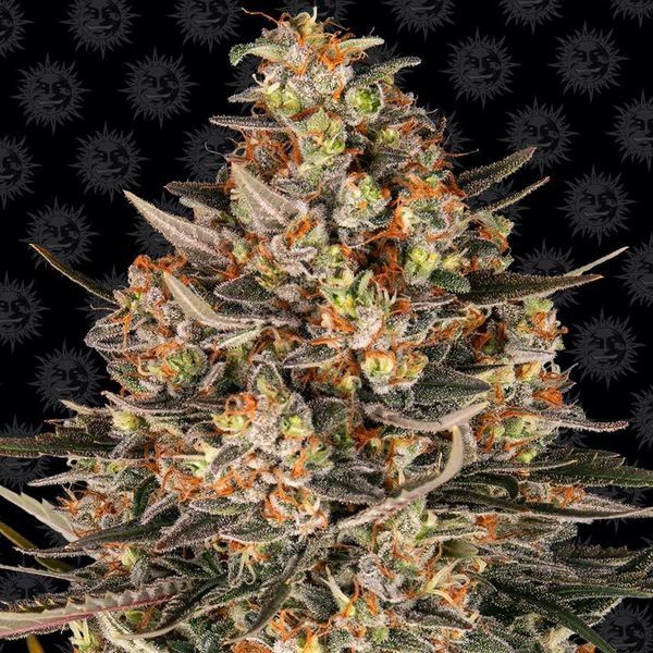 Lemon Drizzle (Barney's Farm) Feminiserade