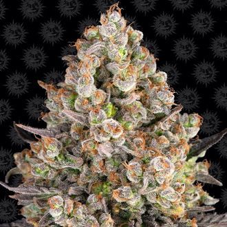 OG Kush (Barney's Farm) Feminiserade