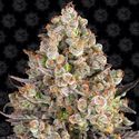 OG Kush (Barney's Farm) Feminiserade