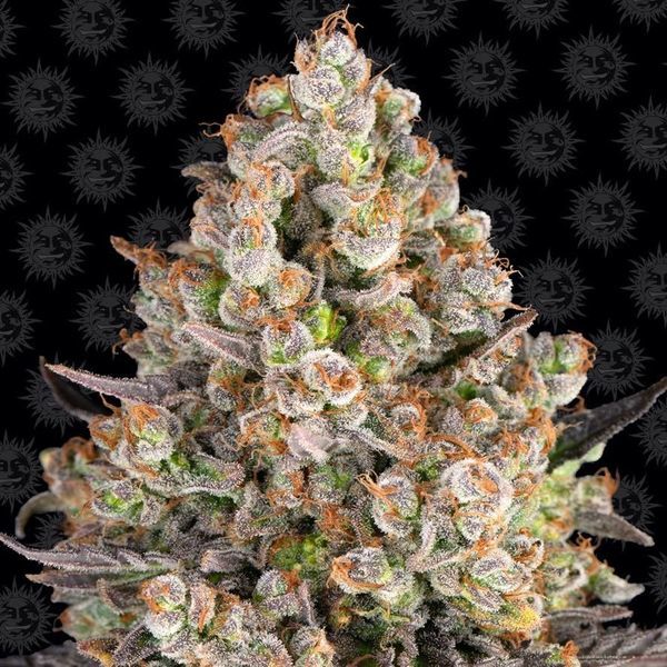 OG Kush (Barney's Farm) Feminiserade