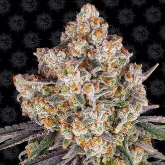 Ice Cream Cake (Barney's Farm) feminiserade cannabisfr&ouml;n