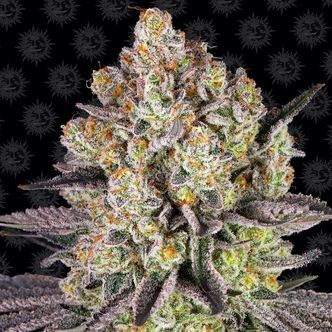 Runtz (Barney's Farm) feminiserade cannabisfr&ouml;n