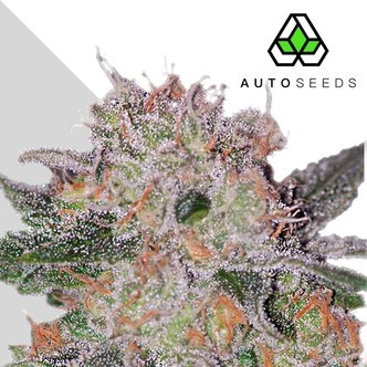 Transsibirisk (Auto Seeds) feminiserade