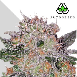 Trans Siberian (Auto Seeds) Feminiserade