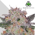 Trans Siberian (Auto Seeds) Feminiserade