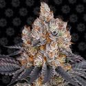 Gelato (Barney's Farm) Feminiserade