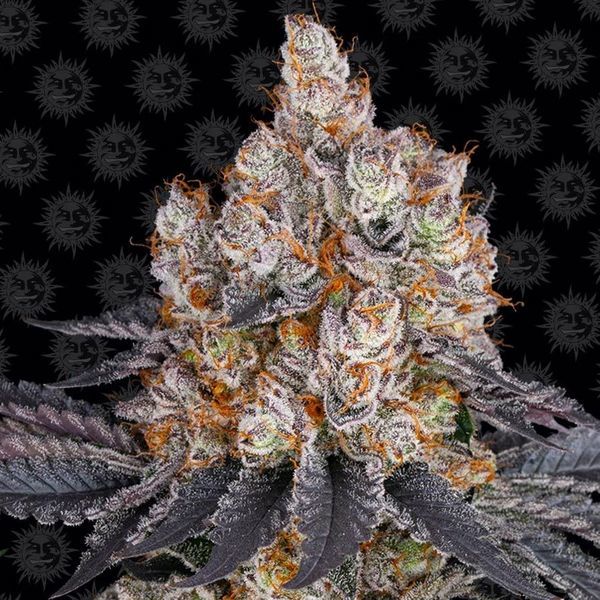 Gelato (Barney's Farm) Feminiserade
