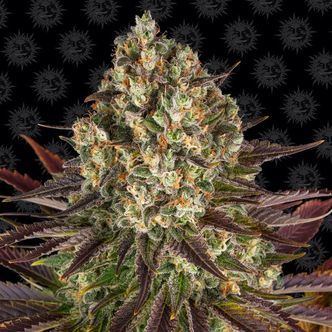 Biscotti (Barney's Farm) feminiserade