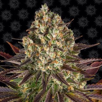 Biscotti (Barney's Farm) Feminiserade