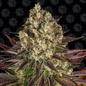Biscotti (Barney's Farm) Feminiserade