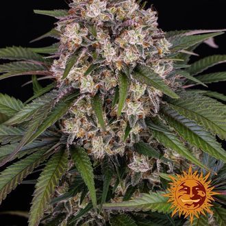 OG Kush Auto (Barney's Farm) Feminiserade