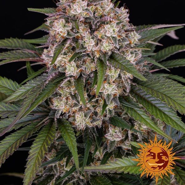 OG Kush Auto (Barney's Farm) Feminiserade