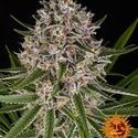 Lemon Haze Auto (Barney's Farm) Feminiserade