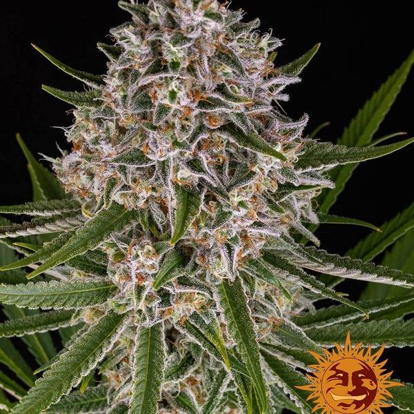 Lemon Haze Auto (Barney's Farm) Feminiserade