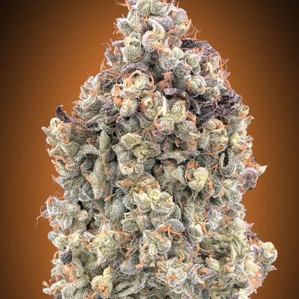 Auto Watermelon OG (Advanced Seeds) Feminiserade