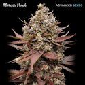 Mimosa Punch (Advanced Seeds) Feminiserade