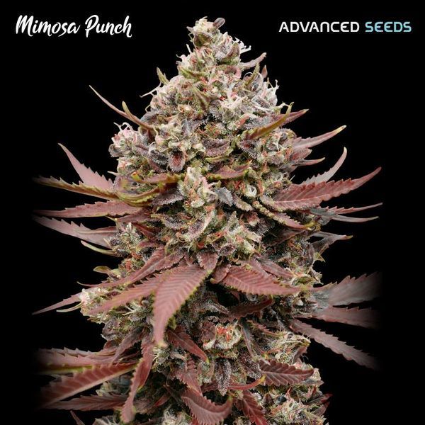 Mimosa Punch (Advanced Seeds) Feminiserade