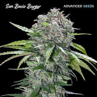 San Bacio Burger (Advanced Seeds) Feminiserade