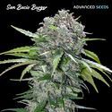 San Bacio Burger (Advanced Seeds) Feminiserade