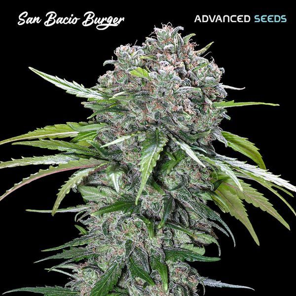 San Bacio Burger (Advanced Seeds) Feminiserade