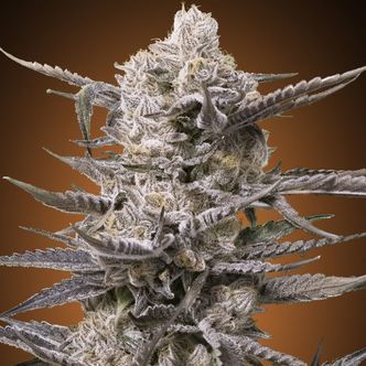 Watermelon OG (Advanced Seeds) feminiserade cannabisfr&ouml;n
