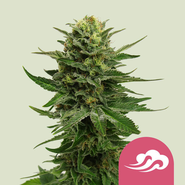 Blue Mystic (Royal Queen Seeds) Feminiserade