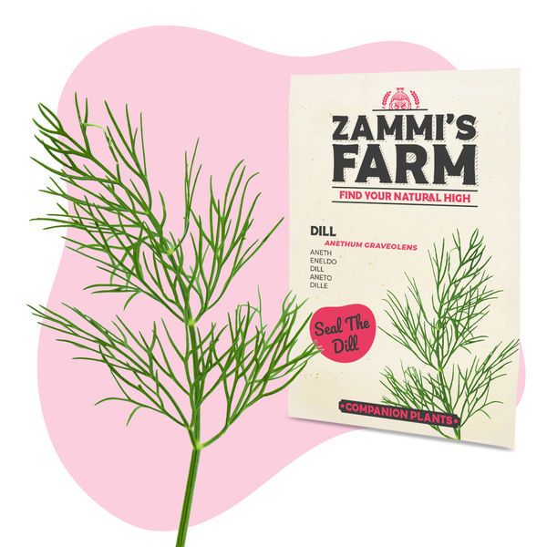 BBQ-örter fröpaket - Zammi's Farm