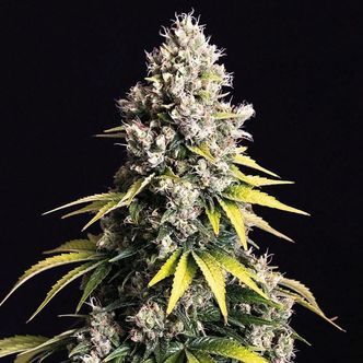 Lemon Cream Kush Automatic (Spliff Seeds) Feminiserade cannabisfr&ouml;n