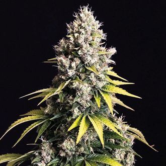 Lemon Cream Kush Autoflower (Spliff Seeds) Feminiserade