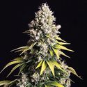 Lemon Cream Kush Autoflower (Spliff Seeds) Feminiserade