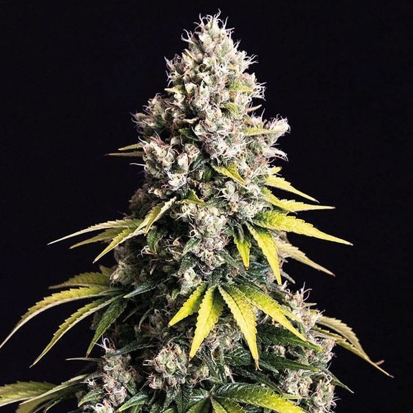 Lemon Cream Kush Autoflower (Spliff Seeds) Feminiserade